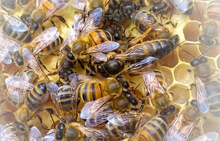 Matka pszczela unasienniona